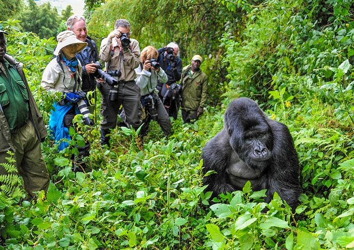 Gorila trekking