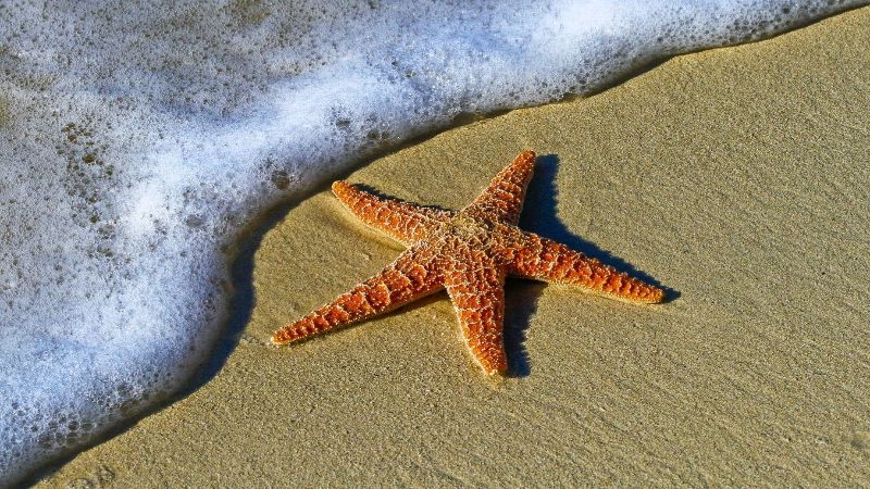 Starfish i Bird island