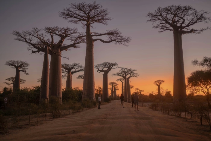 Madagaskar Ekspedicija