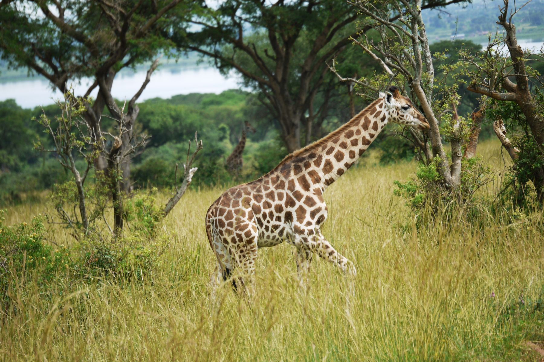 Uganda safari