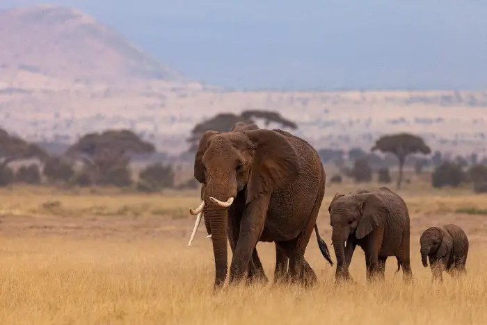 Kenija safari