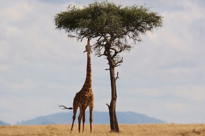 Kenija safari Nova godina
